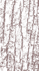 Maple bark texture