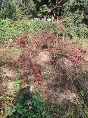 Red sorrel tree 