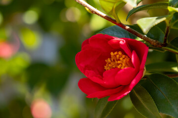 赤いサザンカの花のクローズアップ