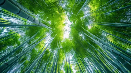 Fototapeten 竹林と青空 © Rossi0917