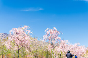 うららかな春空の背景に映える美しい桜並木(咲き靡く風景)
Beautiful rows of...