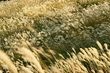 夕暮れのススキ畑,秋
