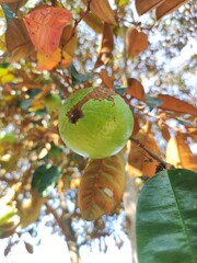 Cainito or Chrysophyllum