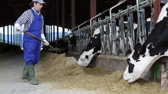 Focused livestock farm worker feeding cows in cowshed, tossing fresh hay into stall with pitchfork