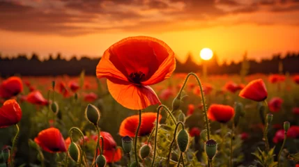 Foto op Plexiglas poppy field at sunset © Emma