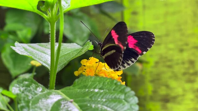 Close-up shot of Beautiful Pink cattleheart butterfly waving her wings sitting on yellow flower