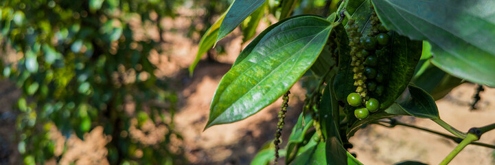 Fresh green pepper berries growing on a vine in a garden, showcasing agricultural produce