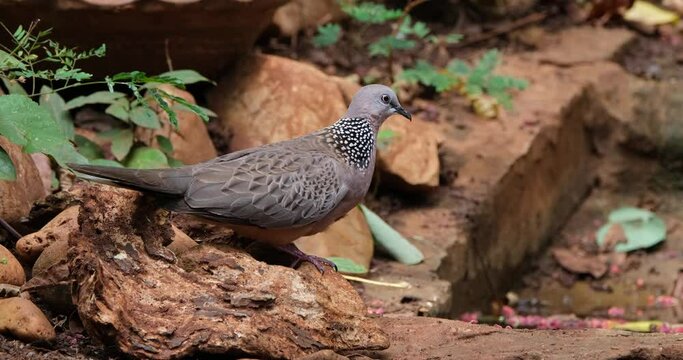 Looking to the right as the camera zooms out to the right, Spotted Dove or Eastern Spotted Dove Spilopelia chinensis, Thailand