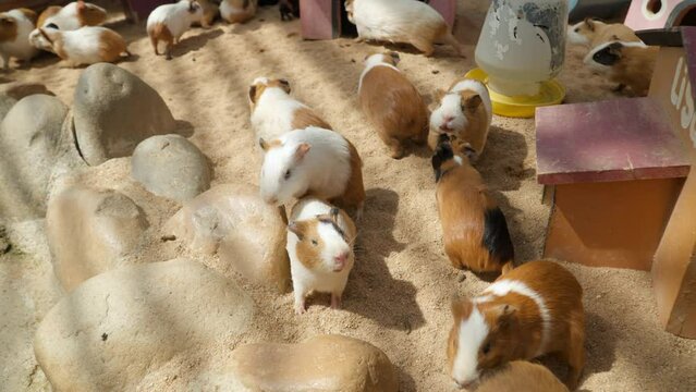 Family of Domestic Guinea Pigs in Barn Resting by Small Wooden Houses