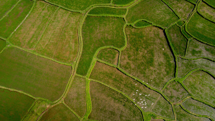 Aerial view of lush green agricultural fields with distinctive patterns and winding pathways, showcasing rural farming landscape background