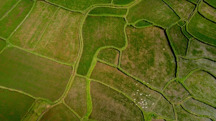 Keuken spatwand met foto Groen Aerial view of lush green agricultural fields with distinctive patterns and winding pathways, showcasing rural farming landscape background  © fotogurme