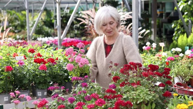 Woman buyer buys plant in flower market - she chose red pentas in hanging pot. High quality 4k footage