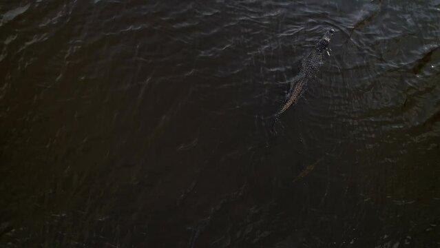 alligator swimming with big fish behind it in dark everglades swamp