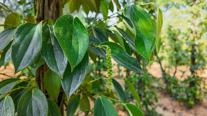Close-up of young green pepper (Piper nigrum) drupes on the vine, used as a spice or seasoning, in a natural farm setting