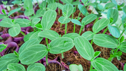 Close-up of vibrant green seedlings emerging from soil, representing growth or springtime concepts