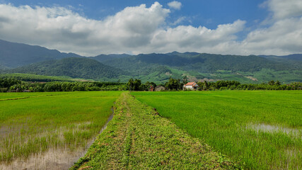 Lush green paddy fields with a narrow path leading to traditional houses against a backdrop of...