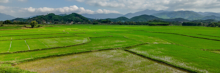 Lush green rice fields with a mountain backdrop under a cloudy sky, showcasing rural agricultural scenery