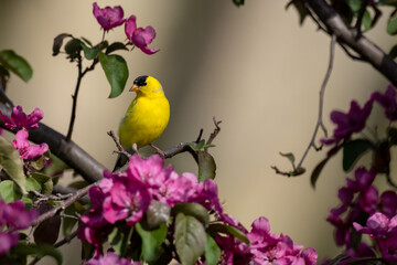 yellow bird on a branch - Goldfinch in a crabapple tree that is in bloom in Spring