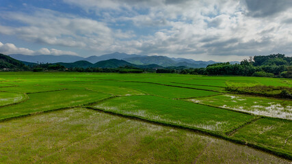 Fototapeta na wymiar Lush green rice paddies with water-filled terraces under a cloudy sky, showcasing agriculture in a tranquil, rural landscape