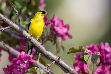 yellow bird on a branch - Goldfinch in a crabapple tree that is in bloom in Springtime;