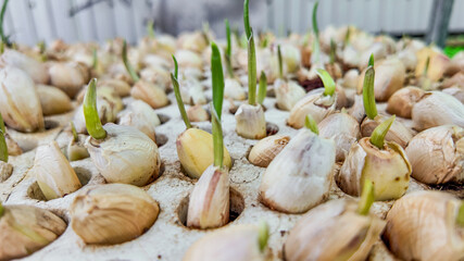 Sprouting garlic bulbs with green shoots emerging, planted in perforated white foam trays, symbolizing gardening and agricultural growth