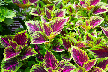 Colorful leaves of coleus or painted nettle plant