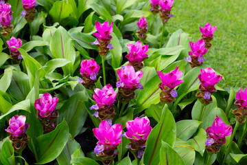 Obraz premium Pink flower of curcuma sessilis gage plant