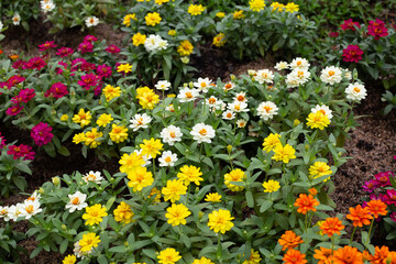 Zinnia flower in the garden