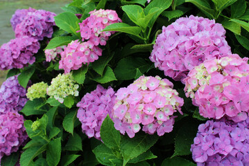 ピンクのアジサイ