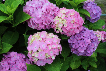 ピンクのアジサイ