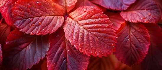 Beautiful Red Hazel Leafs in Close-Up: Stunningly Beautiful Reds and Hazels in a Close-Up View of Leaf Structures