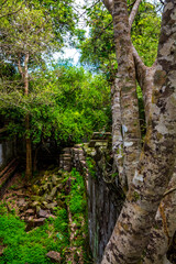 Fototapeta premium The ancient ruins and huge old tree roots.Stone wall covered by big tree root at Beng Mealea or Bung Mealea temple in Angkor complex,Siem Reap,Cambodia