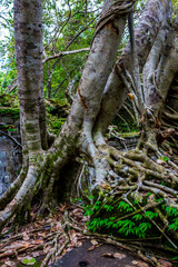 The ancient ruins and huge old tree roots.Stone wall covered by big tree root at Beng Mealea or Bung Mealea temple in Angkor complex,Siem Reap,Cambodia