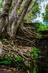 The ancient ruins and huge old tree roots.Stone wall covered by big tree root at Beng Mealea or Bung Mealea temple in Angkor complex,Siem Reap,Cambodia