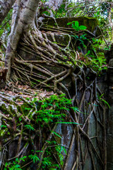 The ancient ruins and huge old tree roots.Stone wall covered by big tree root at Beng Mealea or Bung Mealea temple in Angkor complex,Siem Reap,Cambodia