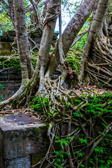 The ancient ruins and huge old tree roots.Stone wall covered by big tree root at Beng Mealea or Bung Mealea temple in Angkor complex,Siem Reap,Cambodia