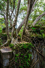 The ancient ruins and huge old tree roots.Stone wall covered by big tree root at Beng Mealea or Bung Mealea temple in Angkor complex,Siem Reap,Cambodia