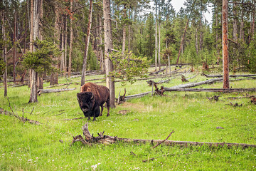 American bison bull in a green forest meadow and trees in Yellowstone National Park Wyoming, USA © Tom Olson Photo