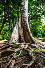 Huge roots of tropical tree.Enormous tree growing over the ruins of Baphuon temple in Angkor Wat complex, near Siem Reap, Cambodia