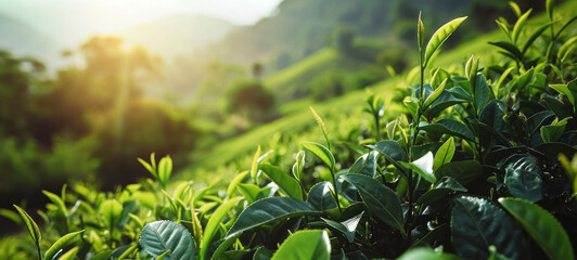 Sunlit Tea Plantation Leaves Close-up