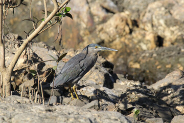 Striated heron bird standing on rocks in a mangrove forest