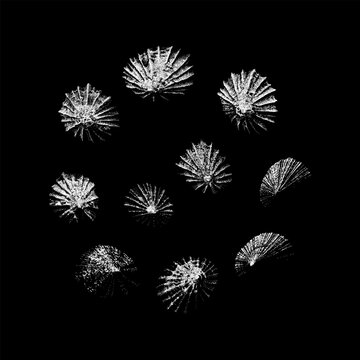 Limpets hand drawing vector isolated on black background.