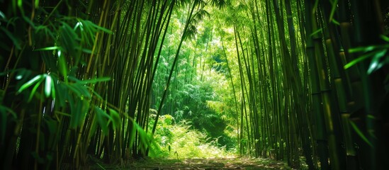 Enchanting Bamboo Forest in Chaguaramas, Trinidad, WI: A Serene Oasis of Bamboo in the Tranquil Forest