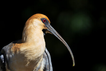 black faced ibis - Theristicus melanopis - bird in the family Threskiornithidae