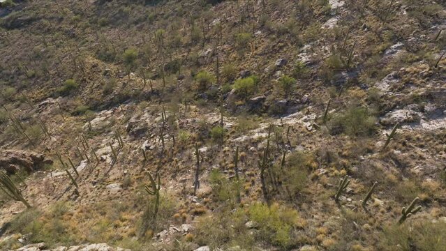 Flying Over Saguaro Cacti in Tucson Arizona, Drone Footage of Natural Desert Landscape in Daytime
