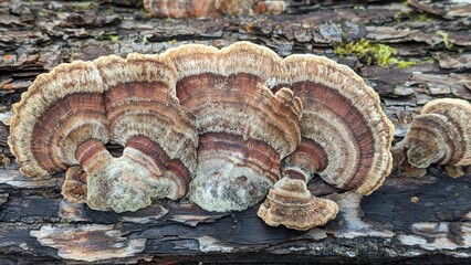 Top down close up view of bracket fungus, specifically Turkey-Tail (Trametes versicolor), growing out of tree bark.  © Kay