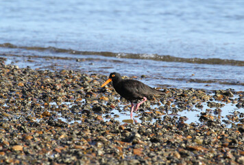 Sooty oystercatcher bird foraging for food along a beach shoreline