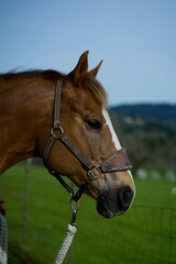 portrait of a horse