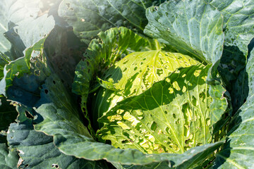 Green cabbage with worm hole.

