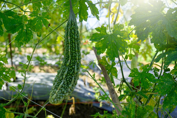 Growing Bitter Gourd on the tree in summer.
